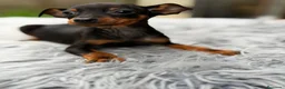 Pinscher Miniatura perros en venta: Minipicher miniatura  - Anuncio 7