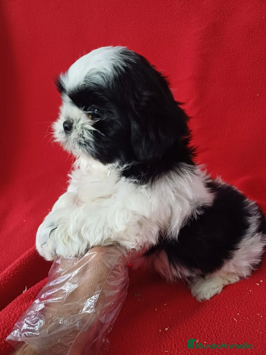 Shih Tzu perros en venta: Shitzhu  - Anuncio 2