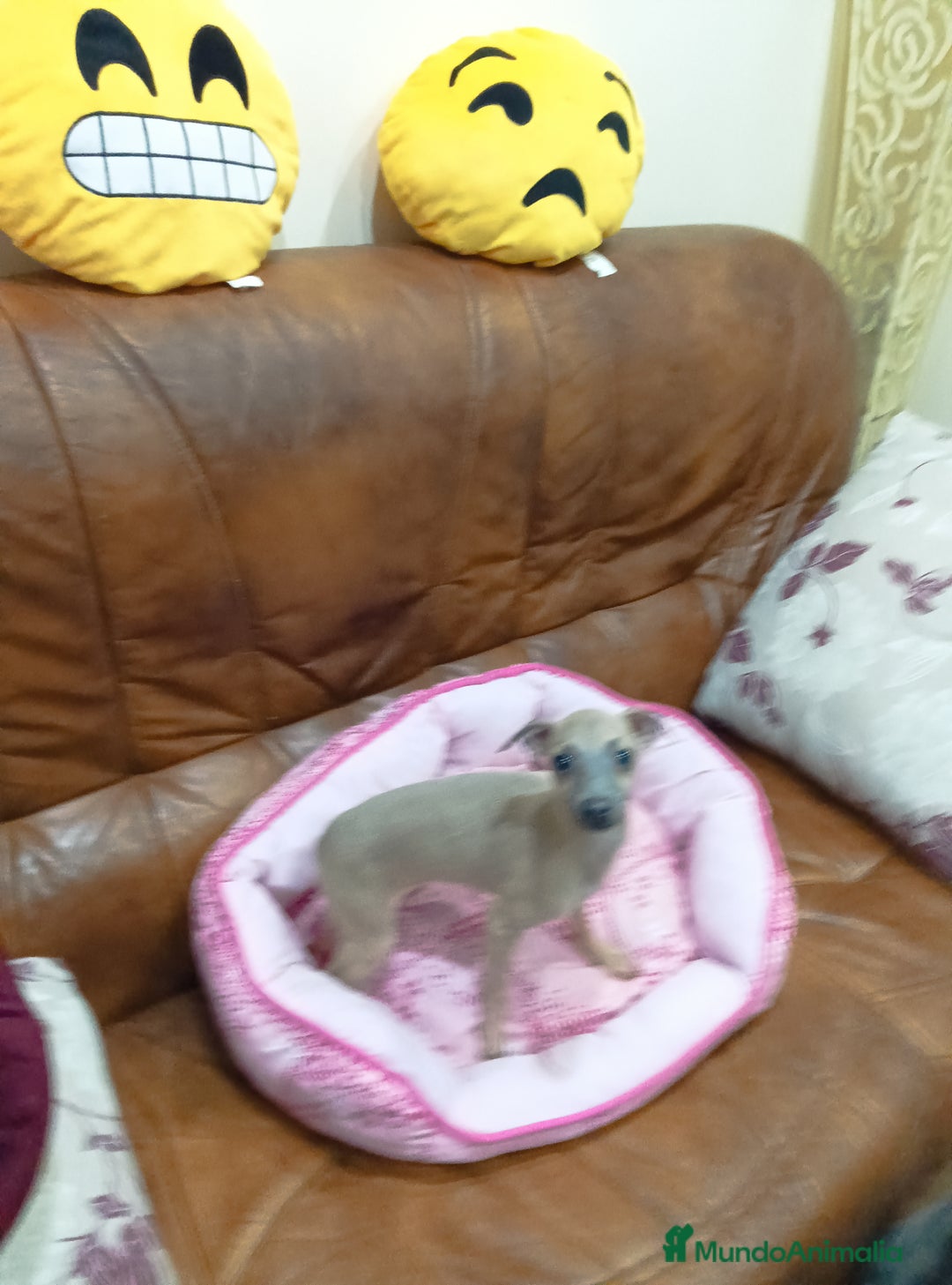 Pequeño Lebrel Italiano perros en venta: PICCOLO LEBREL ISABELINO - Anuncio 5