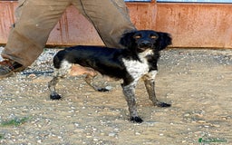 Épagneul Breton perros en venta: Cachorro Bretón  - Imagen 2