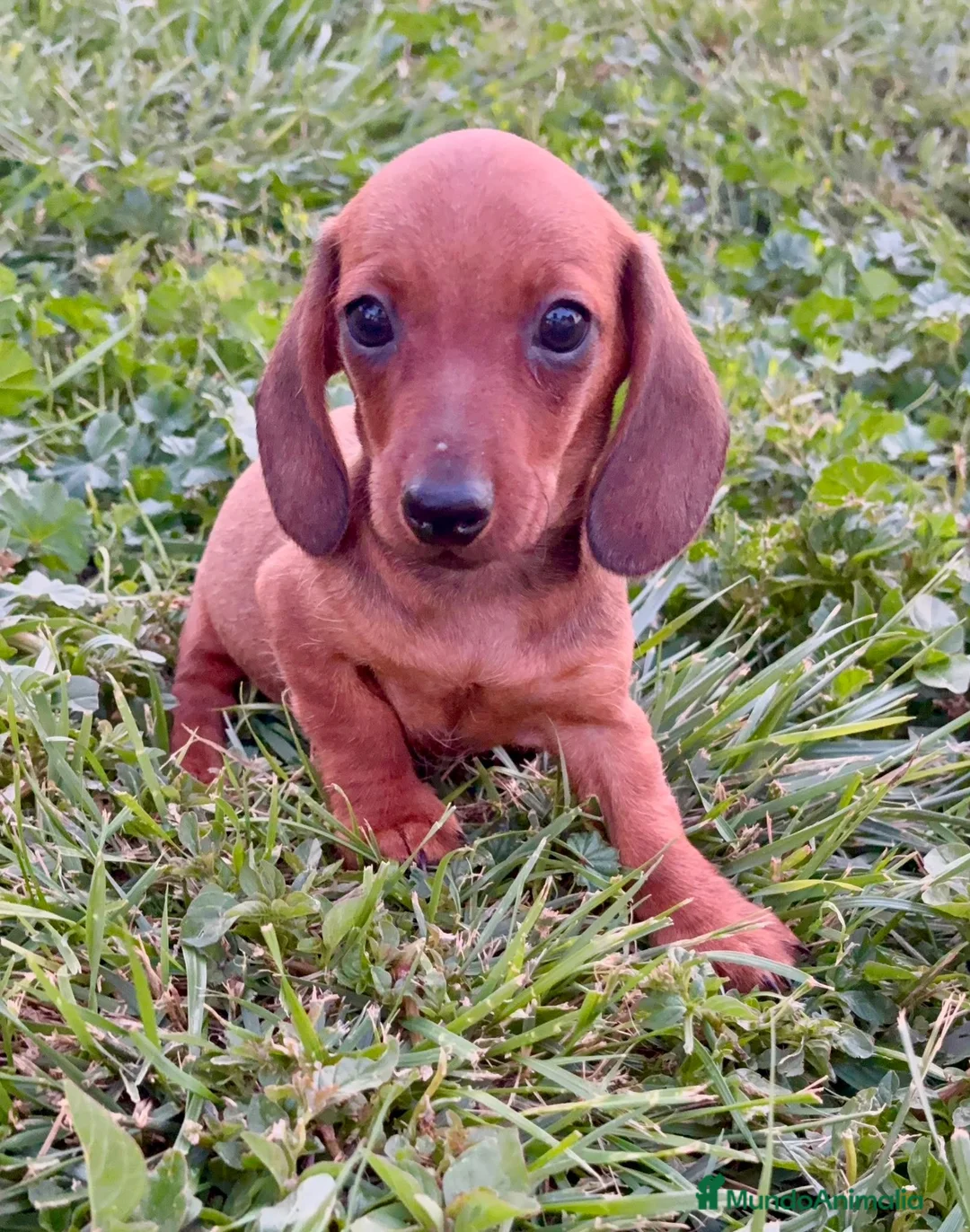 Teckel Miniatura perros en venta: Teckel Kaninchen rojizo - Anuncio 2
