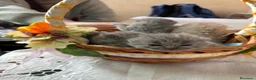 Británico de Pelo Corto Azul gatos en venta: BRITISH CAMADA  - Anuncio 1