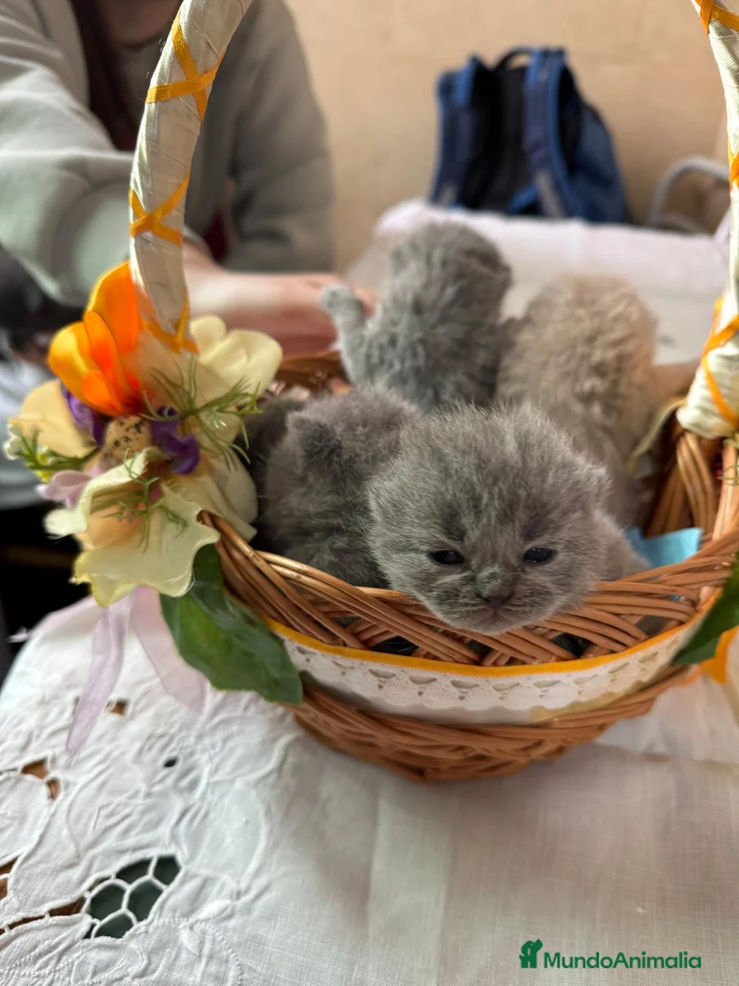 Británico de Pelo Corto Azul gatos en venta: BRITISH CAMADA  - Anuncio 1