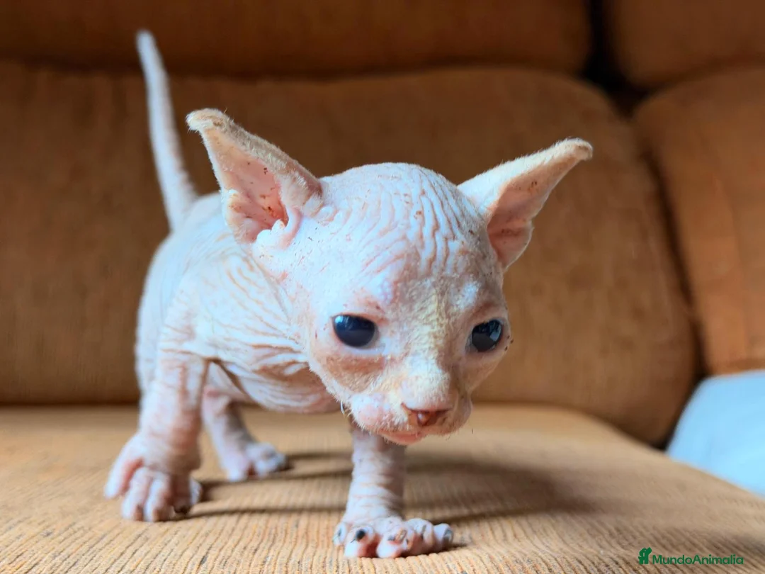 Sphynx gatos para monta: Último Sphynx blanco de la camada - Anuncio 6