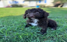 Perro de Agua Español perros en venta: PERRO DE AGUA ESPAÑOL - Imagen 5