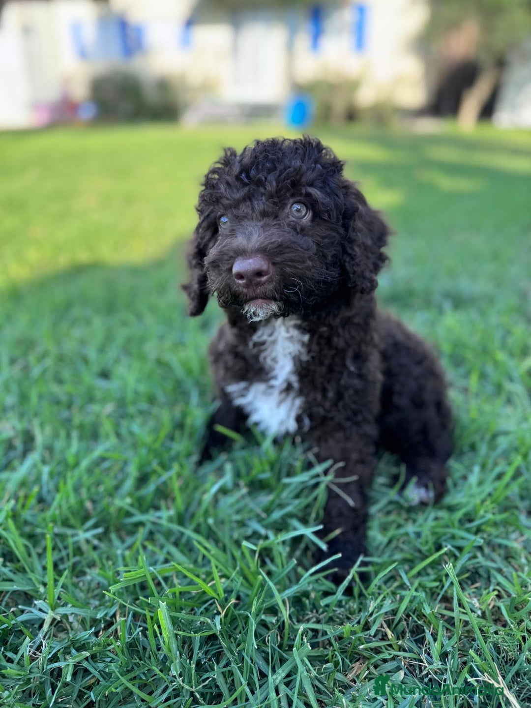 Perro de Agua Español perros en venta: PERRO DE AGUA ESPAÑOL - Imagen 5