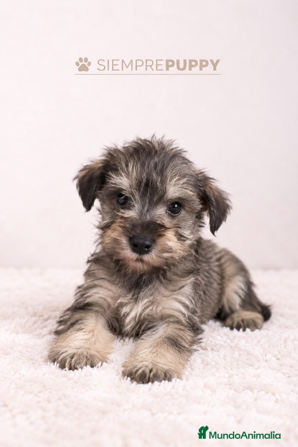 Schnauzer Miniatura perros SCHNAUZER MINI SAL PIMIENTA - Anuncio 3