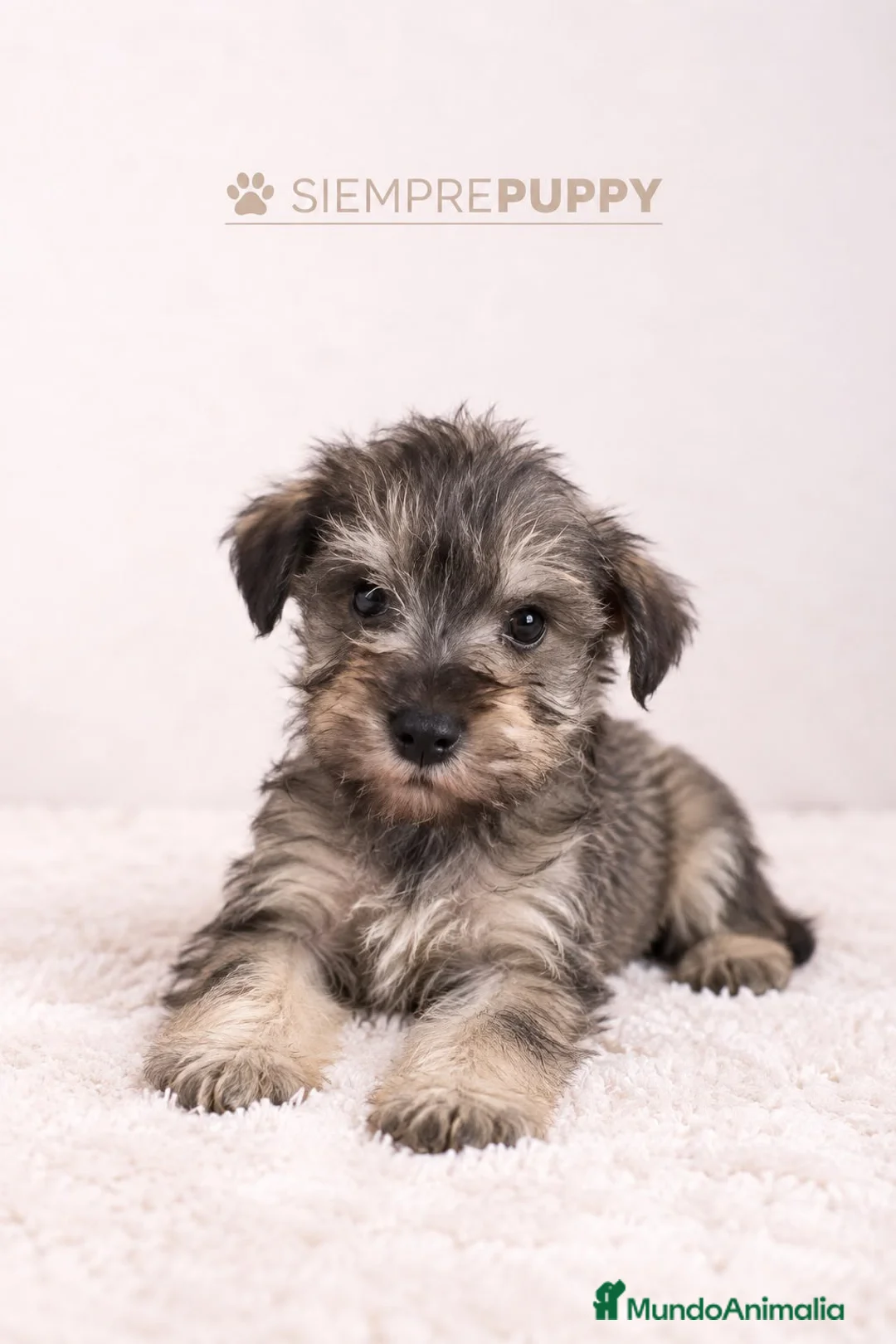 Schnauzer Miniatura perros en venta: SCHNAUZER MINI SAL PIMIENTA - Anuncio 1