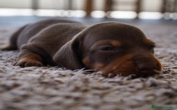 Teckel perros en venta: 🐾 🐾✨ Frisco, Calypso y Sunny ¡Pura elegancia! 🐾 - Imagen 2