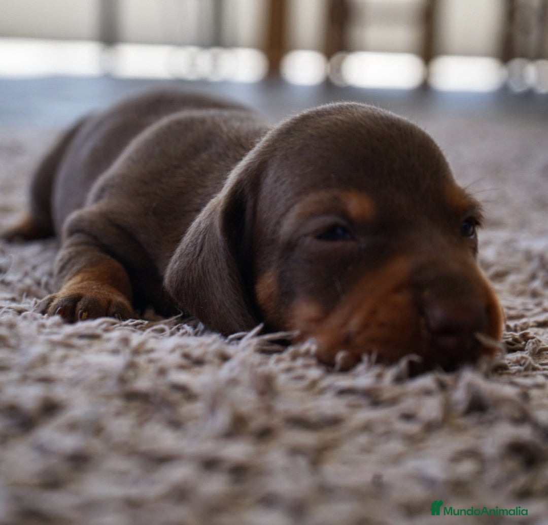 Teckel perros en venta: 🐾 🐾✨ Frisco, Calypso y Sunny ¡Pura elegancia! 🐾 - Imagen 2