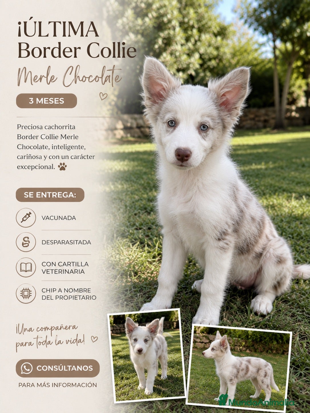 Border Collie perros ÚLTIMA BORDER COLLIE MERLE CHOCOLATE! 🤎🐶 - Anuncio 1