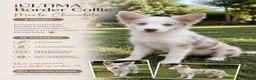 Border Collie perros en venta: ÚLTIMA BORDER COLLIE MERLE CHOCOLATE! 🤎🐶 - Anuncio 1