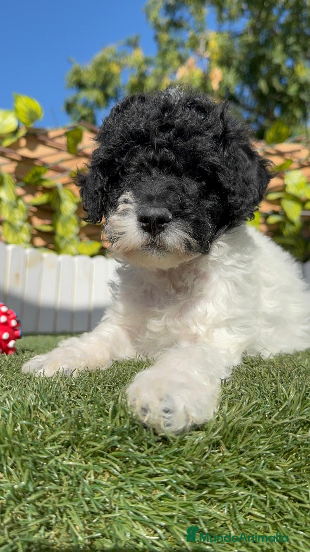 Perro de Agua Español perros en venta: PERRO DE AGUA HEMBRA - Imagen 10