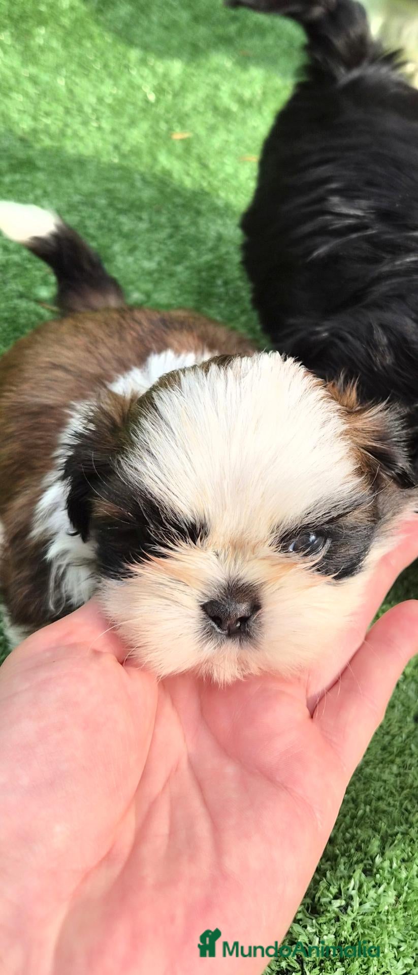 Shih Tzu perros Shih tzus  - Anuncio 1