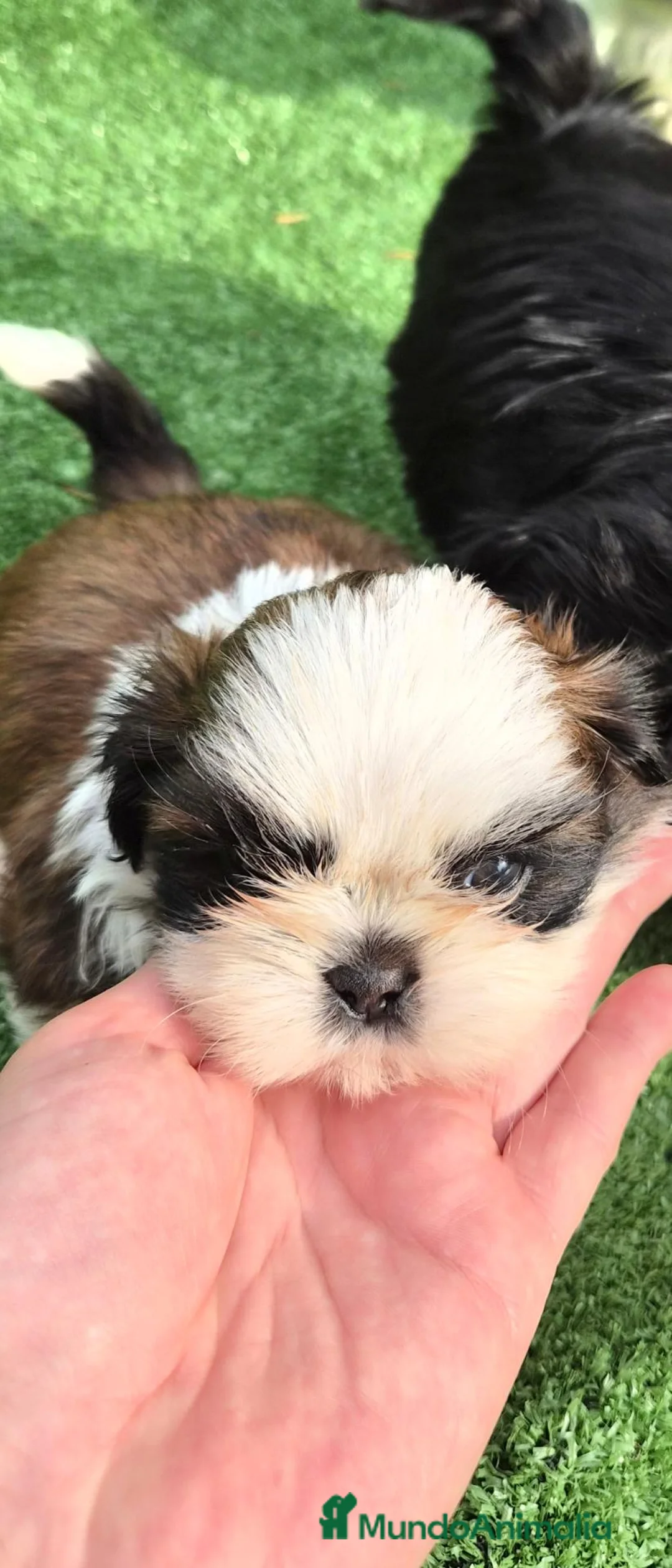 Shih Tzu perros en venta: Shih tzus  - Anuncio 1
