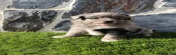 Raza Mixta perros en venta: Mini bordercollie o borderpom  - Anuncio 3