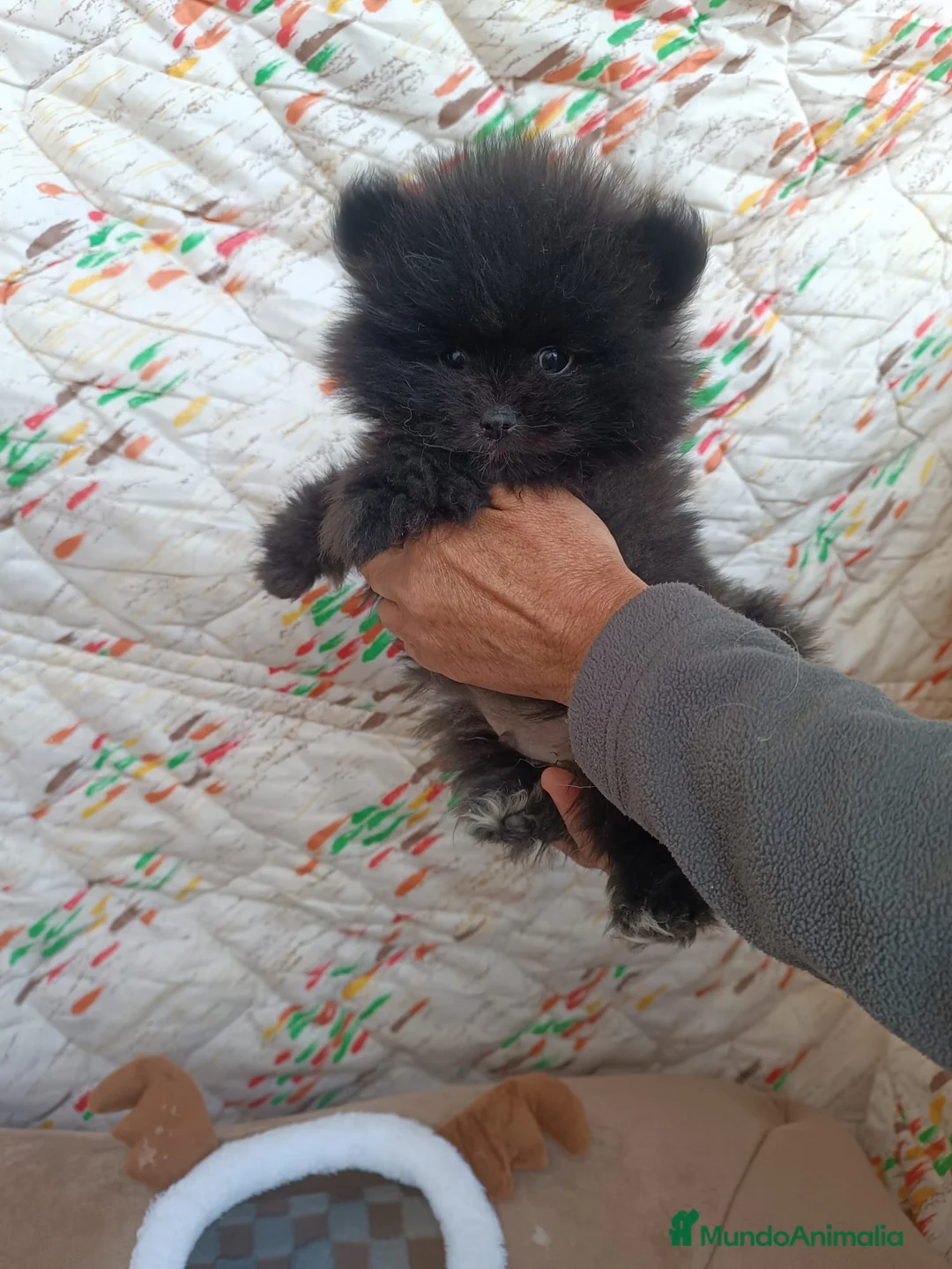 Pomerania perros en venta: POMERANIA MACHITO TOY  - Anuncio 3