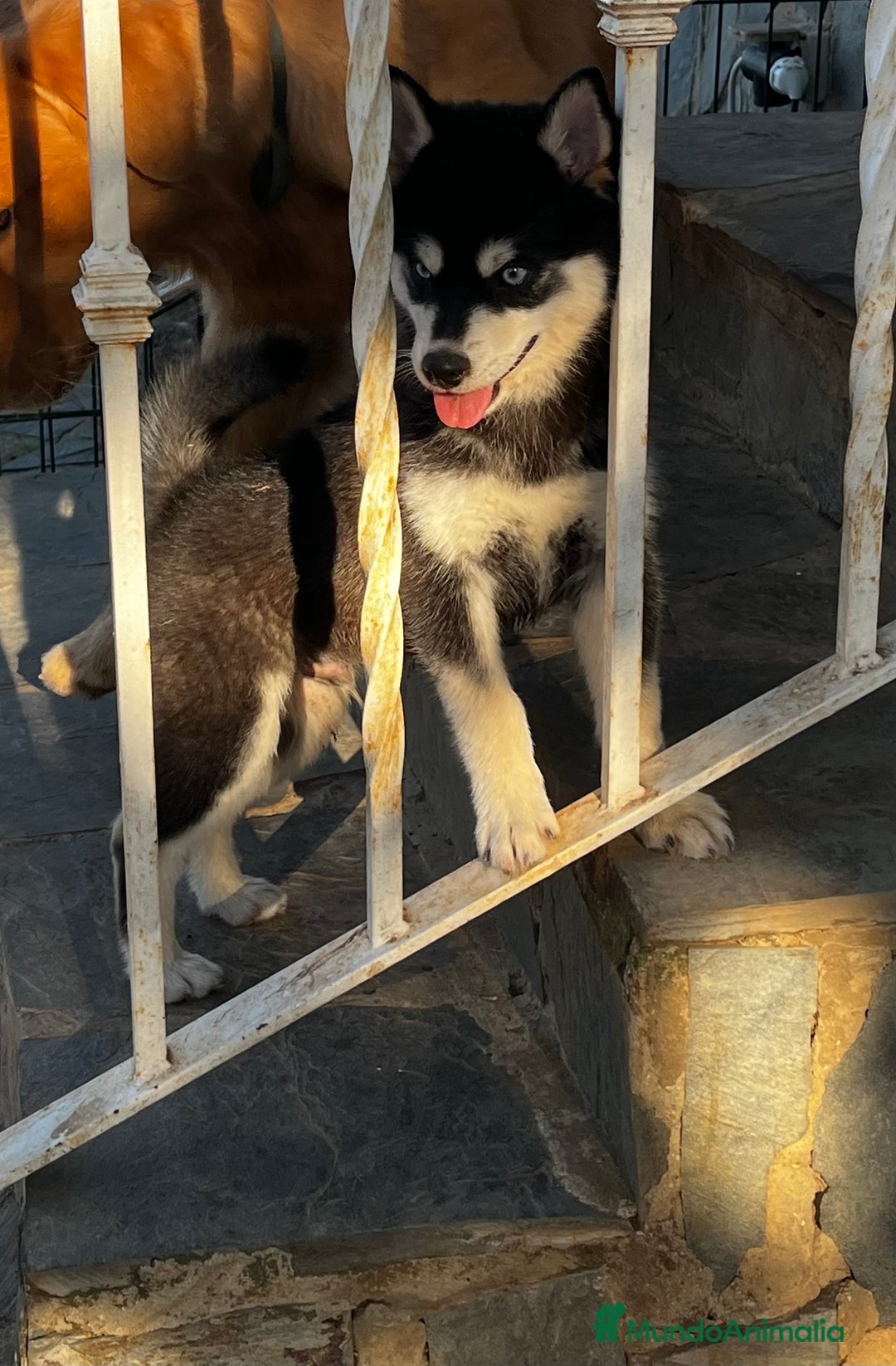 Pomsky perros en venta: Pomsky miniatura - Imagen 5