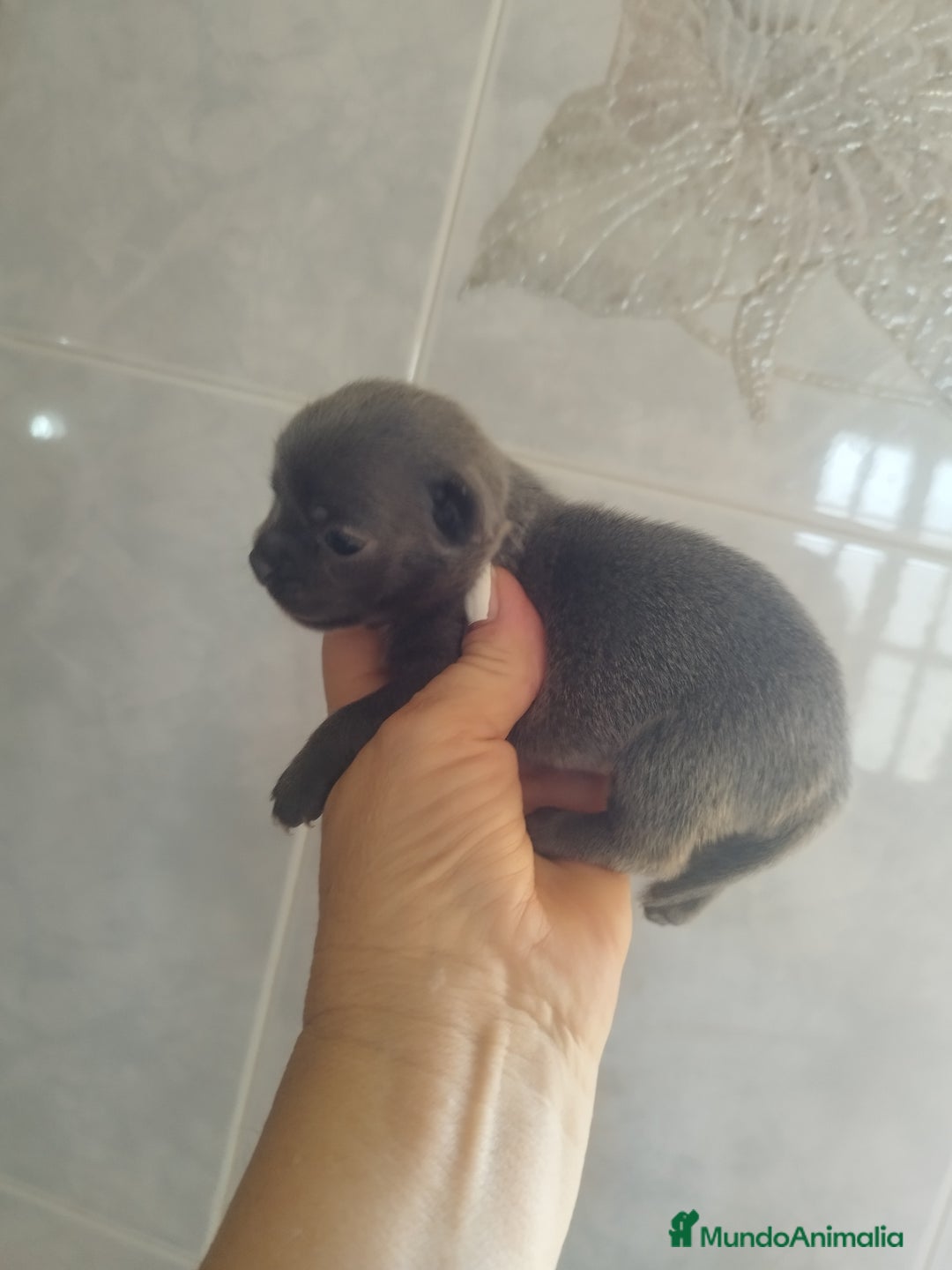 Chihuahua perros en venta: CHIHUAHUAS BLUE TOYS - Imagen 10