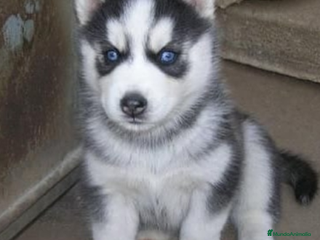 Husky Siberiano perros - Anuncio 25