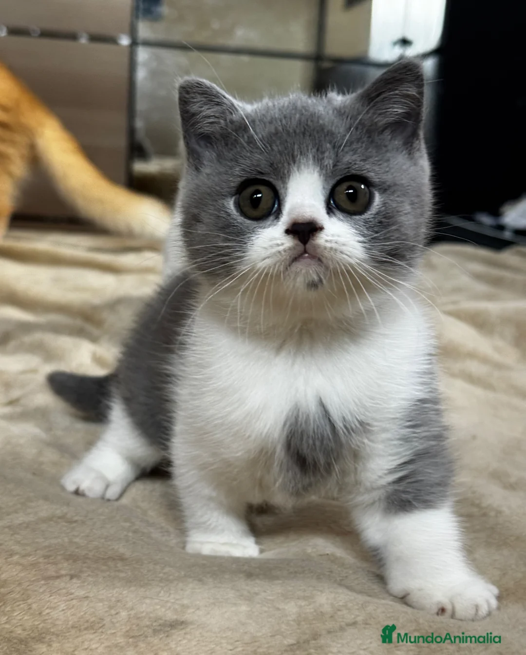 Británico de Pelo Corto gatos en venta: Cachorros British Shorthair - Anuncio 1