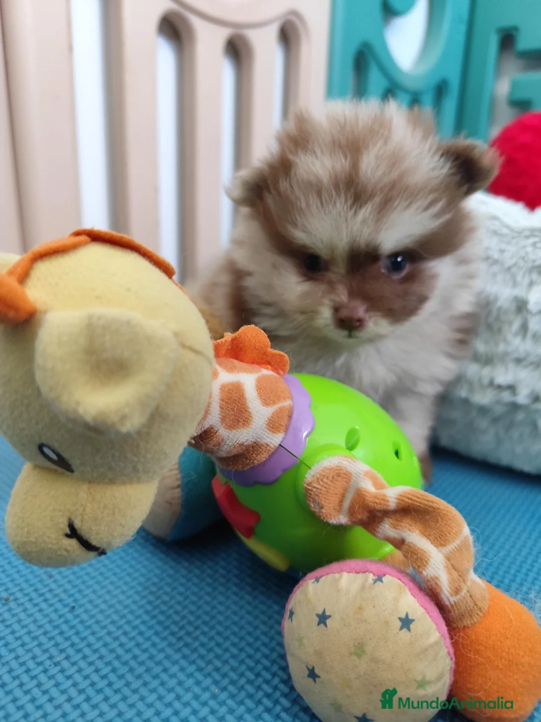 Pomerania perros en venta: Lulú de pomerania exotico - Anuncio 2