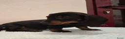 Teckel perros en venta: TECKELS EXCLUSIVOS - Anuncio 3