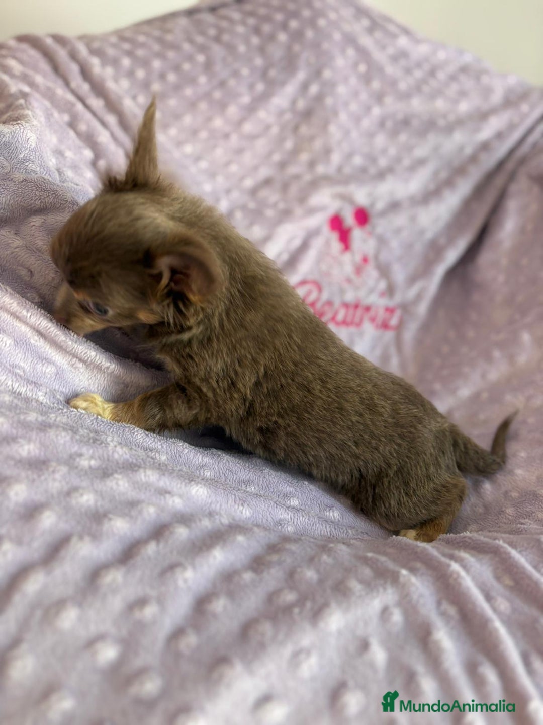 Chihuahua perros en venta: Chihuahua toy pelo largo lilac - Imagen 4
