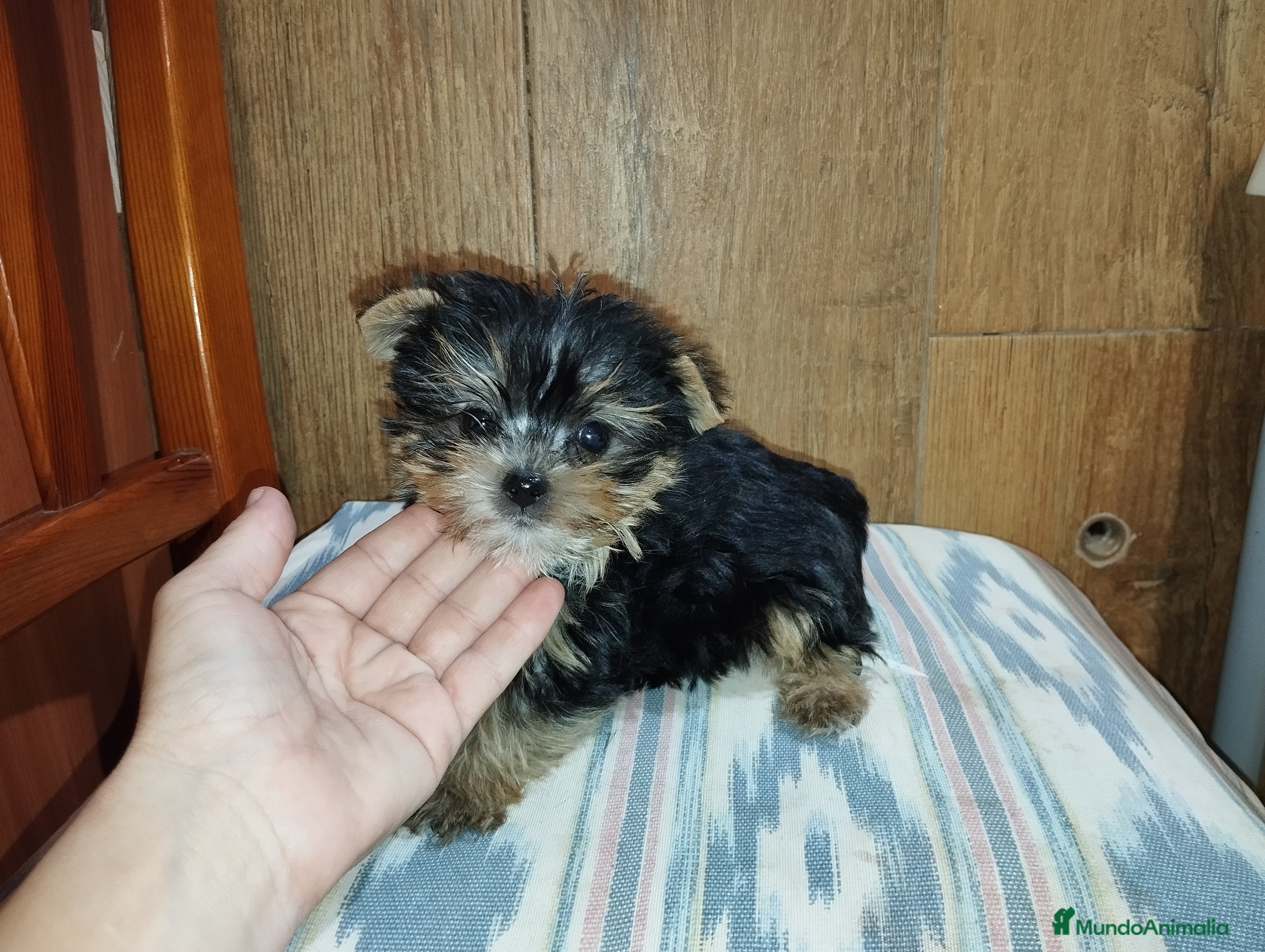 Yorkshire Terrier perros Yorkshire macho miniatura  - Anuncio 1