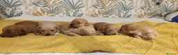 Caniche Toy perros en venta: Caniches PraoToro  en Zaragoza - Anuncio 10