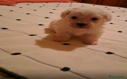 Bichón Maltés perros en venta: BICHON MALTES TOY - Imagen 2