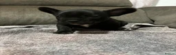 Bulldog Francés perros en venta: Cachorros de bulldog Francés  - Anuncio 22