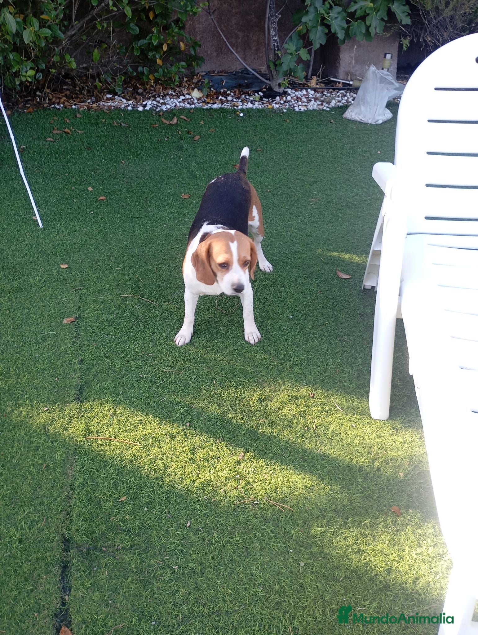 Beagle perros Beagles tricolores  - Anuncio 1