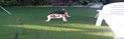 Beagle perros en venta: Beagles tricolores  - Anuncio 1