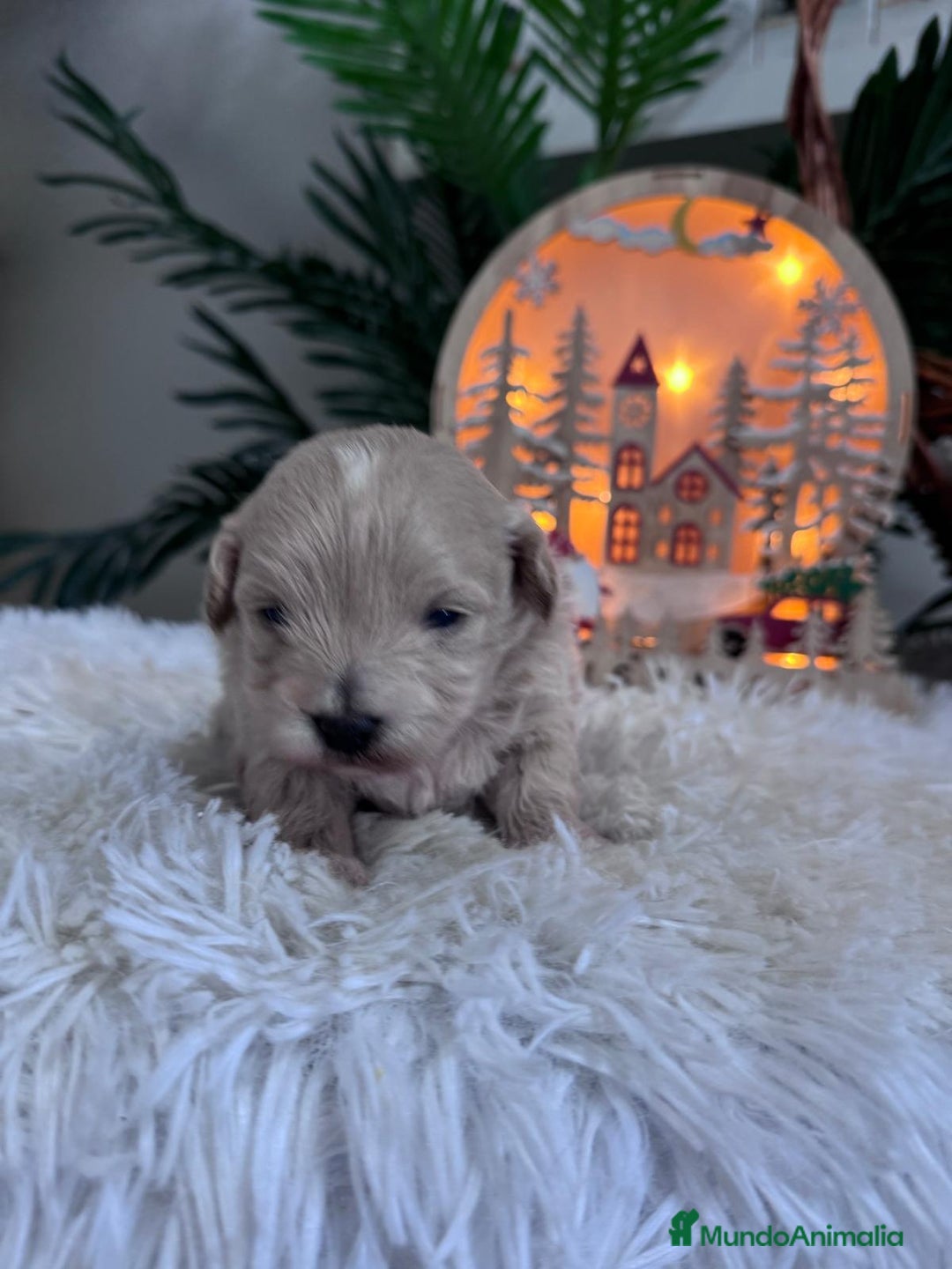 Maltipoo perros en venta: MALTIPOO  - Anuncio 15