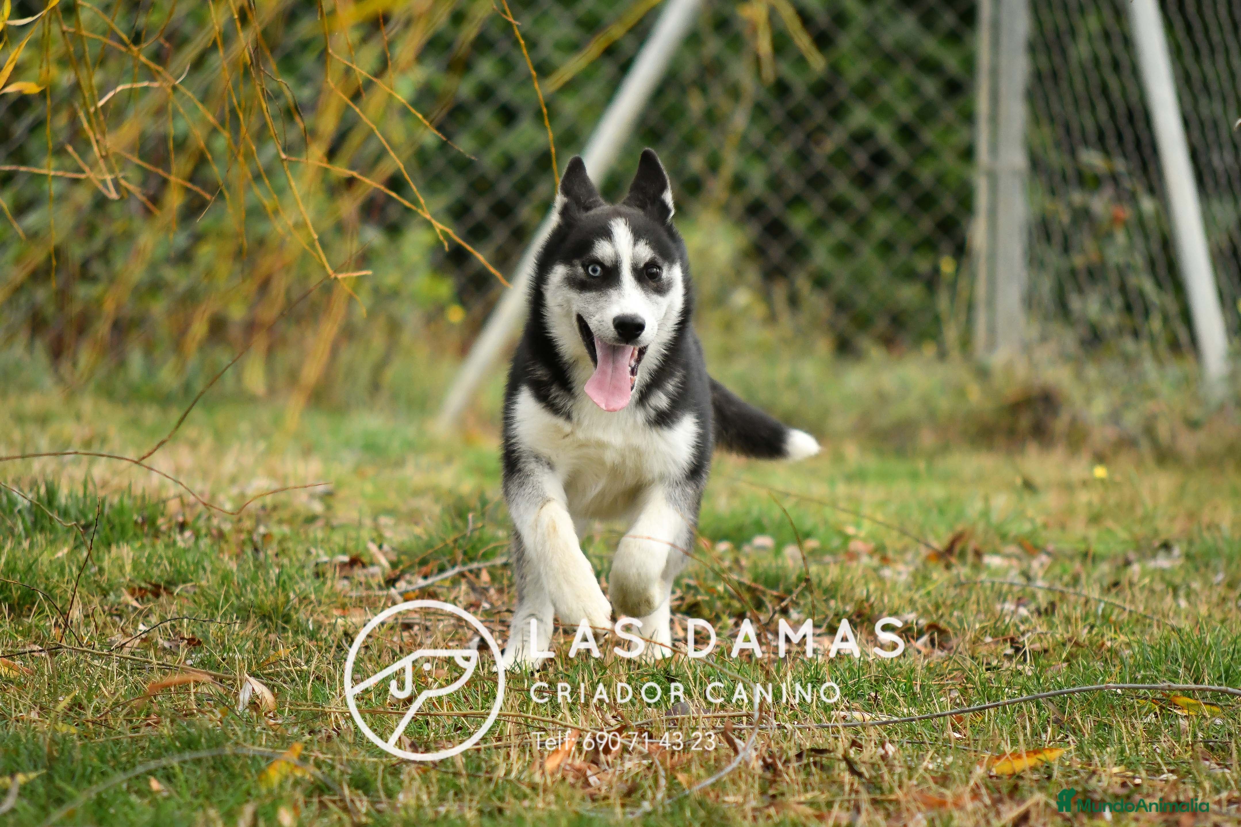 Husky Siberiano perros Husky siberianos disponibles.  - Anuncio 2