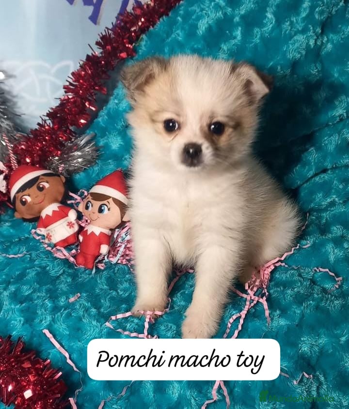 Pomerania perros Machos de pomchi machos a 500€ precio real - Anuncio 1