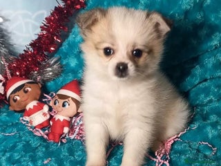 Pomerania perros Machos de pomchi machos a 500€ precio real - Anuncio 1