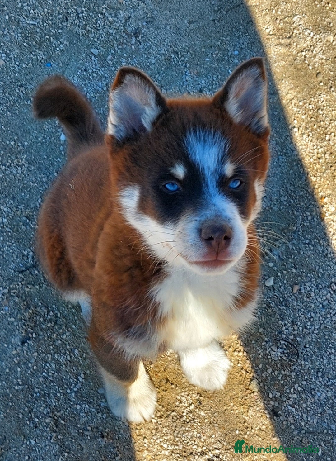 Pomsky perros en venta: Cachorrito mini husky - Anuncio 1