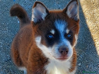 Pomsky perros Cachorrito mini husky - Anuncio 1