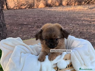 Chihuahua perros - Anuncio 18