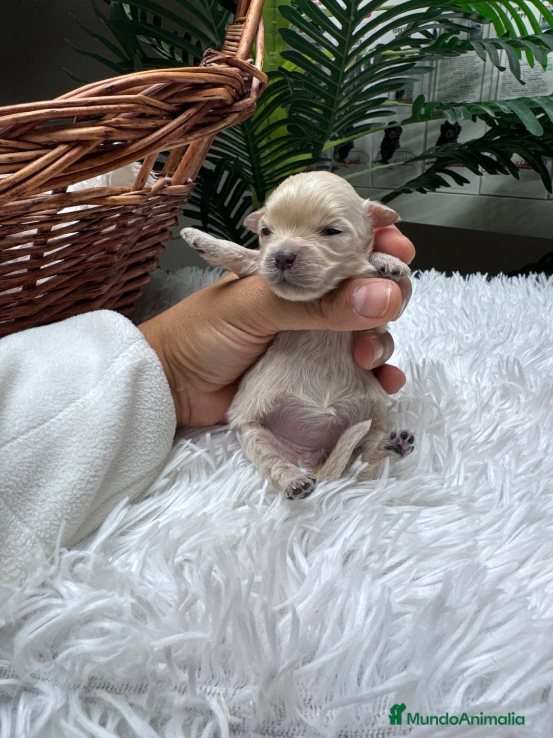 Maltipoo perros en venta: MALTIPOO HEMBRA - Anuncio 4