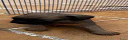Petit Brabançon perros en venta: Petit Brabançon  - Anuncio 6