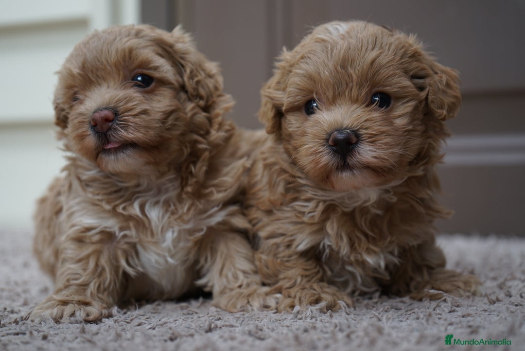 Maltipoo perros en venta: 🍥🐾 Muffi, Mochi & Yuki ✨ - Imagen 11