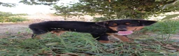 Pastor Australiano perros en venta: PASTOR AUSTRALIANO  - Anuncio 2