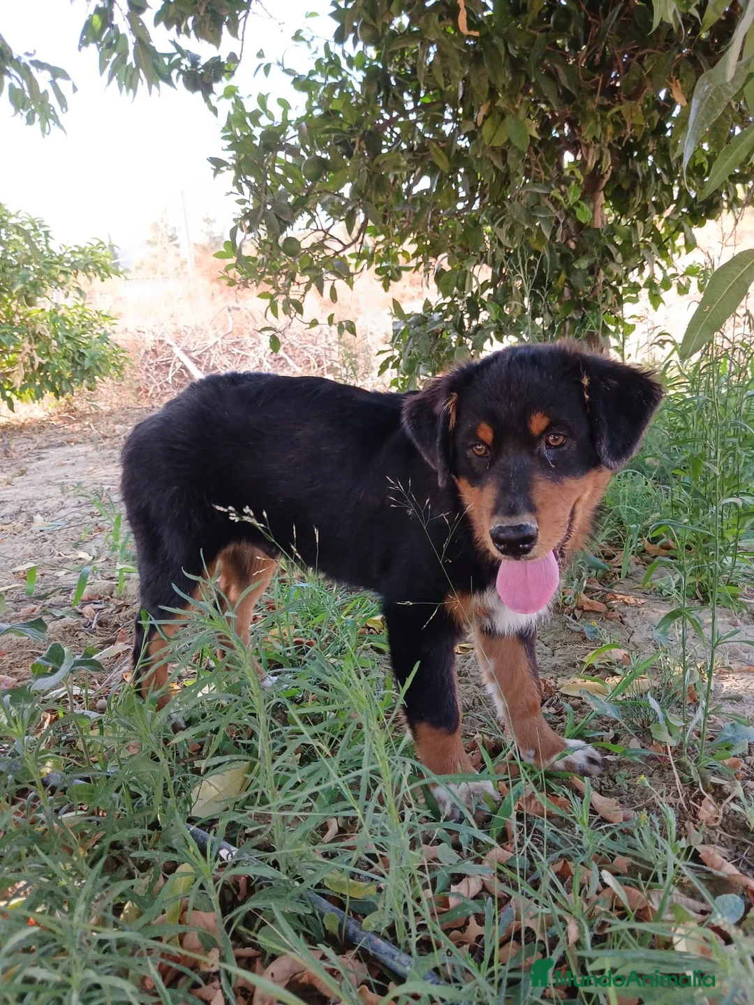 Pastor Australiano perros en venta: PASTOR AUSTRALIANO  - Anuncio 2