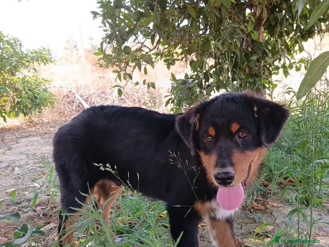 Pastor Australiano perros en venta: PASTOR AUSTRALIANO - Anuncio 1