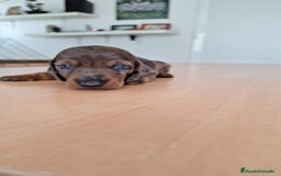 Teckel perros en venta: Teckel kaninchen  - Imagen 3