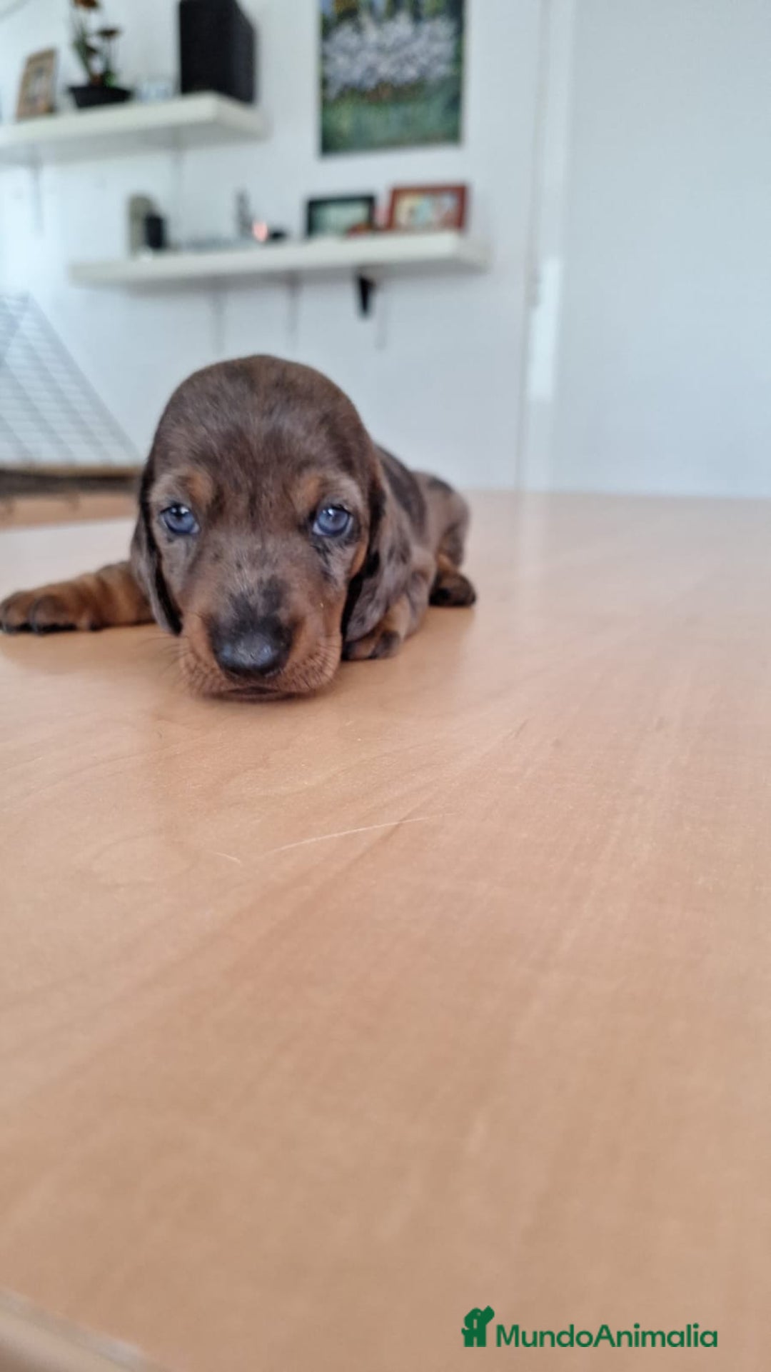 Teckel perros en venta: Teckel kaninchen  - Imagen 3