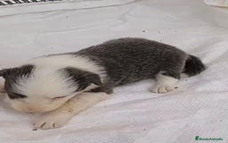 Border Collie perros en venta: Border collie hembras merle - Imagen 11